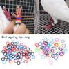 Pack Of 100 Pigeons Identification Rings In Various Color For Better Training Efficiency And Easy Distinction