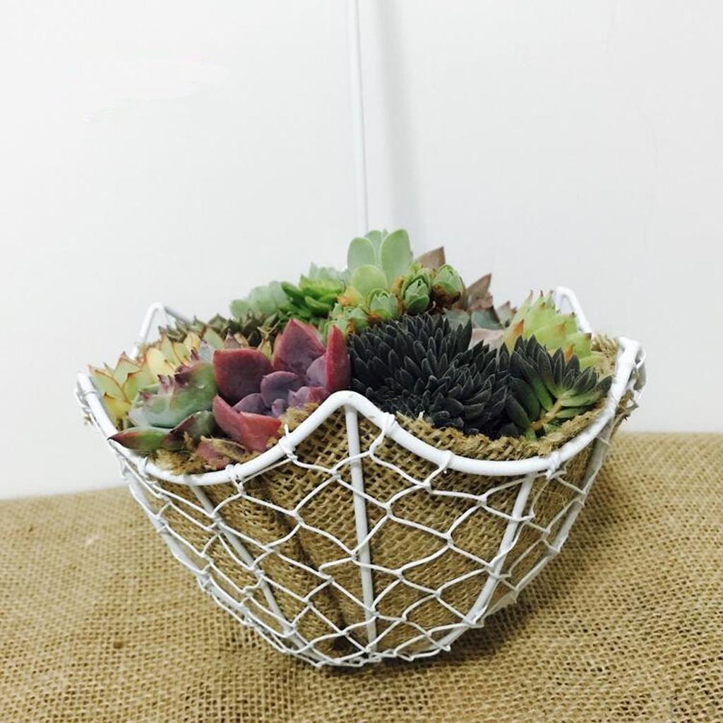 Pot Hanging Garden Planter Succulent Cactus Pot, Assorted Designs