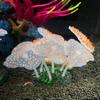 Fluorescent Silicone Coral Reef Decoration for Fish Tank with Night Glow Effect Aquarium Ornaments Safe for All Fish and Shrimps