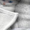 Cute Cat Print Flannel Blanket Love cat Family Blanket Throw Home Sofa Lunch Break Blankets Children Student Blankets Nap Gifts