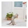 Petio Cat Toy Kigurumi De Jarashi Mini Shrimp