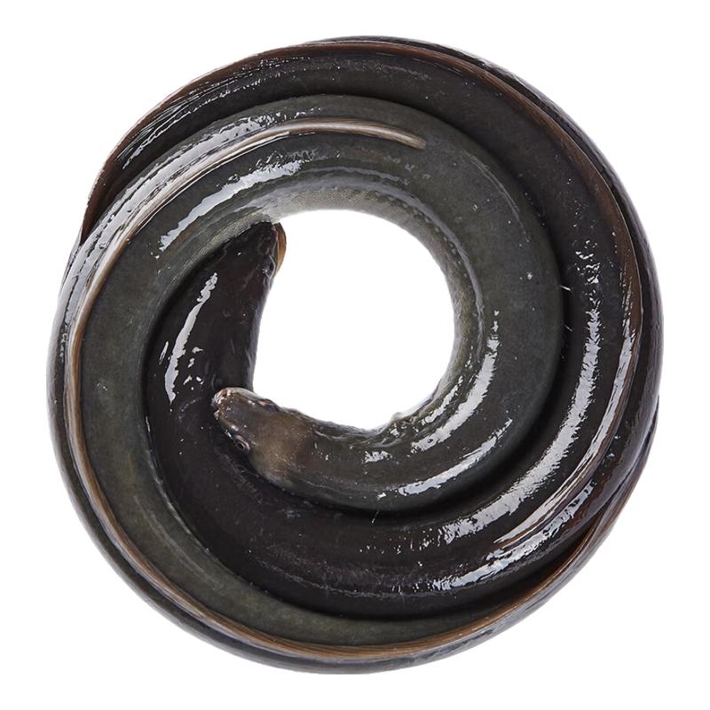 

Сан Ду Ган Свежий Пресноводный Угорь