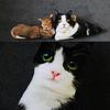 Simulation 3D Cat Cosplay Pillow Cushion Attractive Cute Pattern Bendable