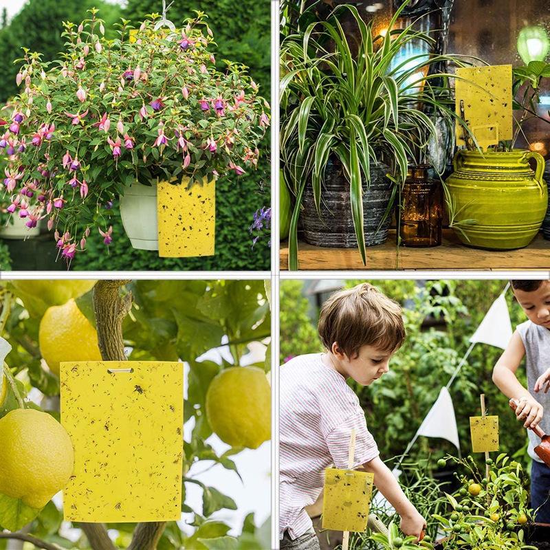 Yellow Double-Sided Sticky Trap - Insect Lure for Garden, Potted Plants, Greenhouse, Orchard Pest Control