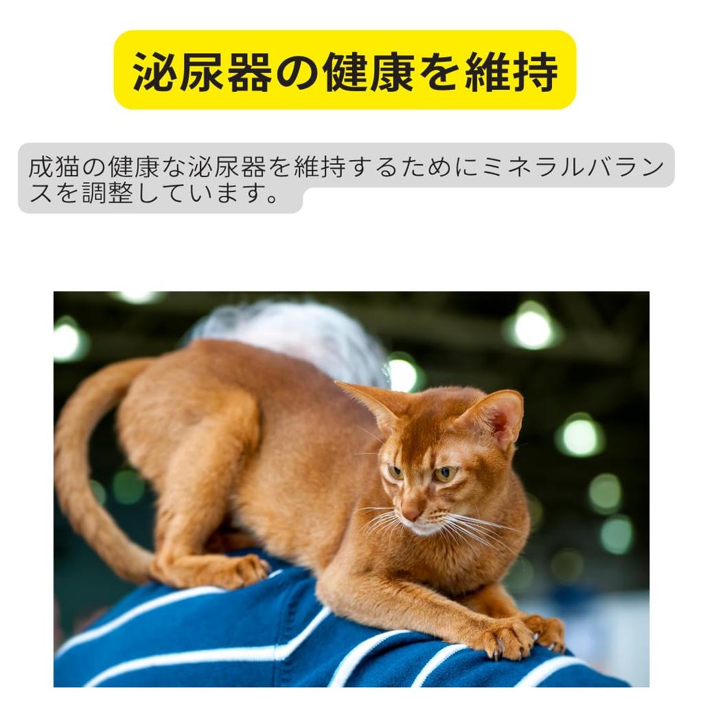 Royal Canin Exigent Saver 2kg Cat FHN for Adult with a Focus On Taste and Tailored To Your Individual It Helps Maintain an Ideal Food, Dry, Cats,