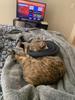 Waterproof Recovery Collar for Cats & Dogs: Anti-Licking Neck Cone, Enlarged & Deepened for Large Pets.