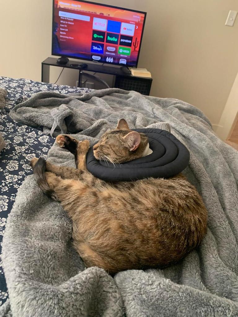 Waterproof Recovery Collar for Cats & Dogs: Anti-Licking Neck Cone, Enlarged & Deepened for Large Pets.
