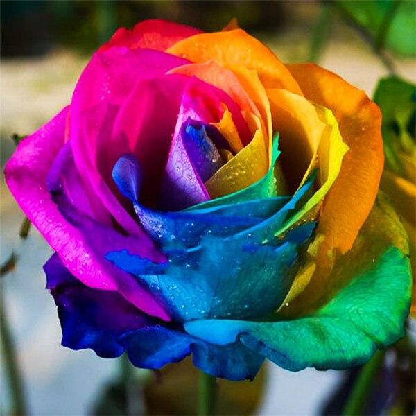 50X50CM 5D Diy Diamond Embroidery Sale Rose Pictures Of Rhinestones Diamond Art Painting Kits Flower Mosaic Handmade Gift