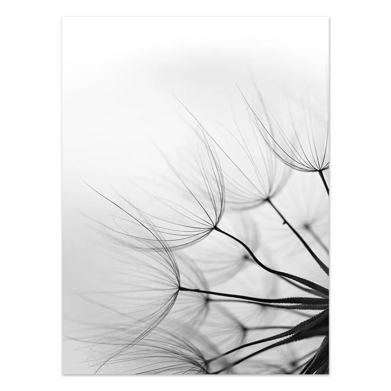 Black and White Flower Posters Print Fresh Canvas PaintingWall Art Feather Dandelion Pictures  Living Room Decoration Wall Decor