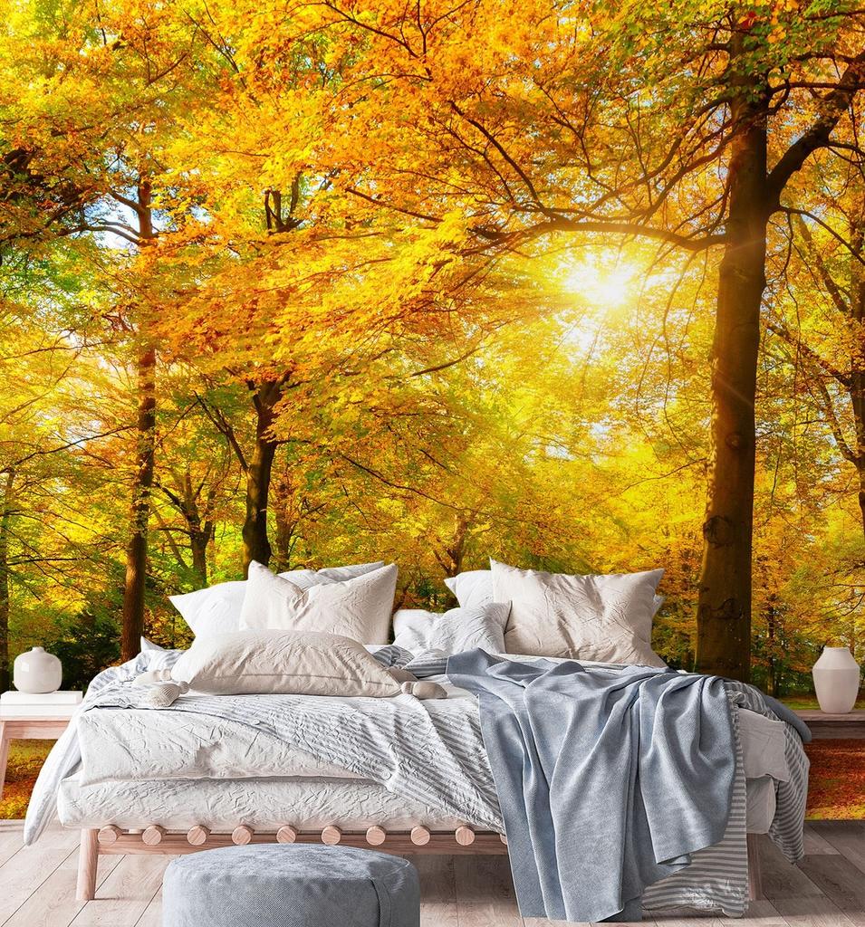 Wallpaper Autumn forest in the sunshine