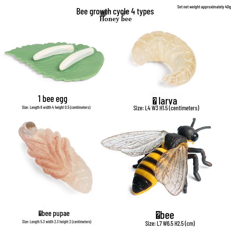 Children's Cognitive Toys: Frog Tadpole Growth Cycle Models