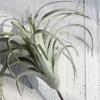 Artificial Pineapple Grass Air Plants Fake Flowers as Home Wall Decoration