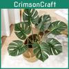 Plant Deliciosa Monstera Liebm Leaves Wall Greenery Decor Enhancement