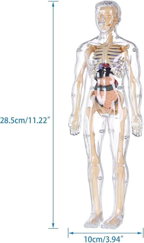YoXinKau Human Anatomy Model Toy for Kids: Human Anatomy Model with Removable Organs, Anatomy Model Set, Educational Toy for Kids, Assembly and Disass