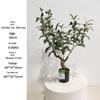 Olive Tree Potted Plant - Indoor Decor Simulation for Living Room