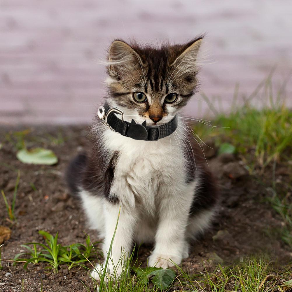 cat head collar