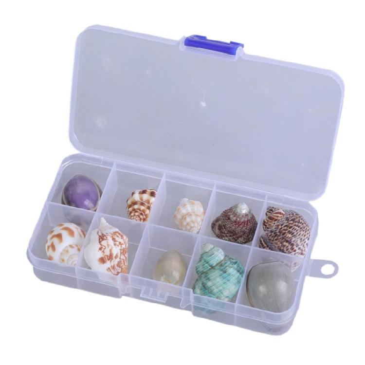 Floating Seashells Display Box Large-capacity Seashells Decorative Storage Box for Home and Beach Decoration