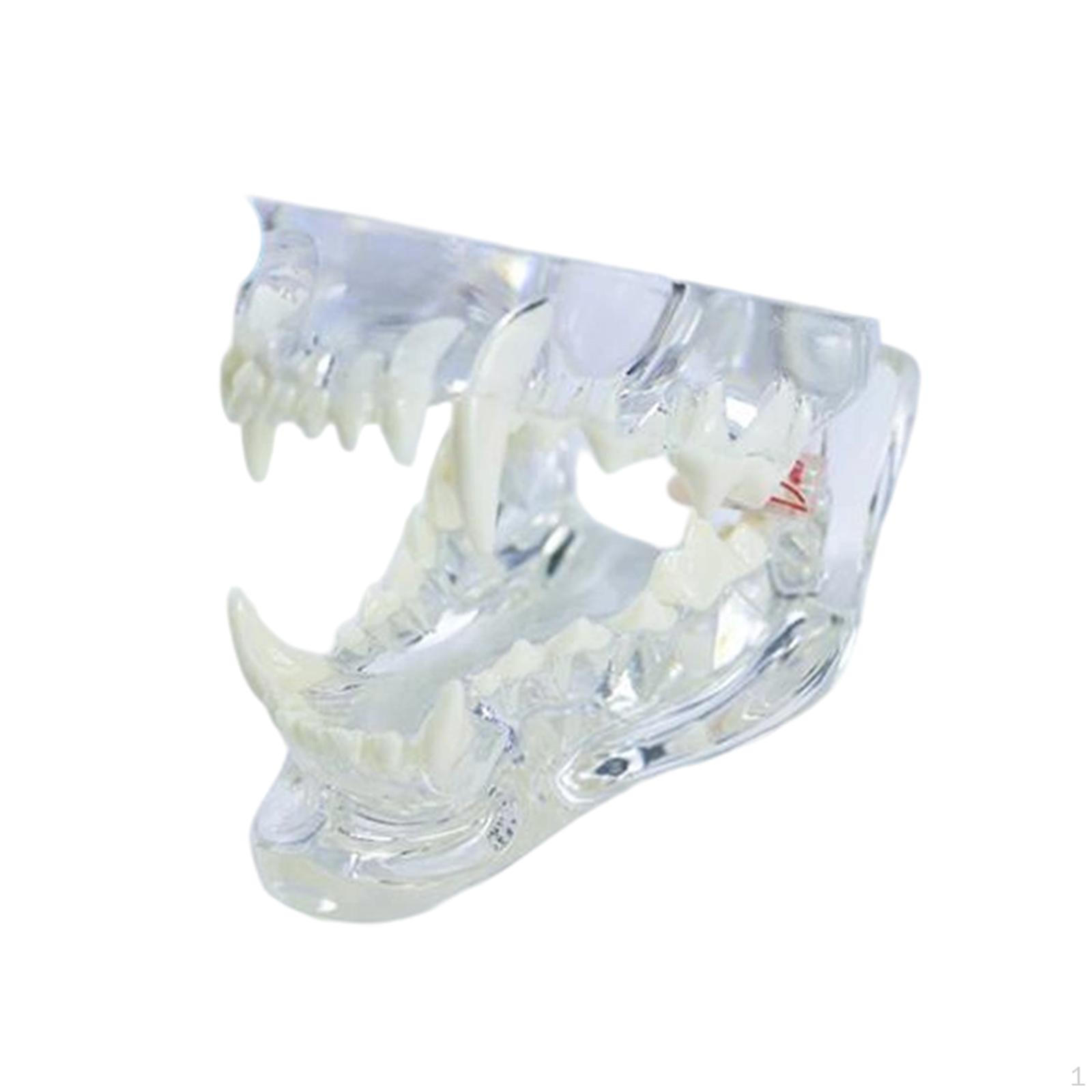 

Dog Tooth Model Canine Jaw Prop Clear Easy to Clean Anatomy for