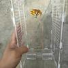 Reptile – Terarii pentru reptile
