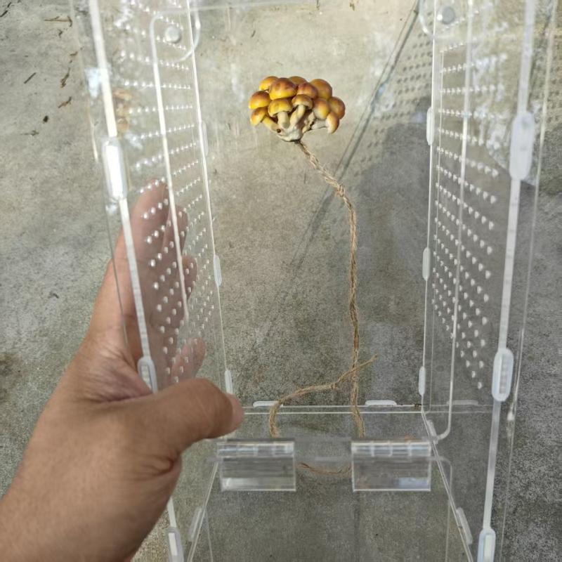 Jumping Spiders Platform Magnetic Perch Mushroom Shape Shelf Terrarium Habitat Decors Decorative Nest Perch