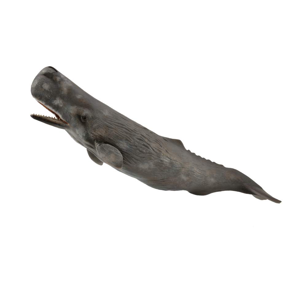 Sperm whale 88835