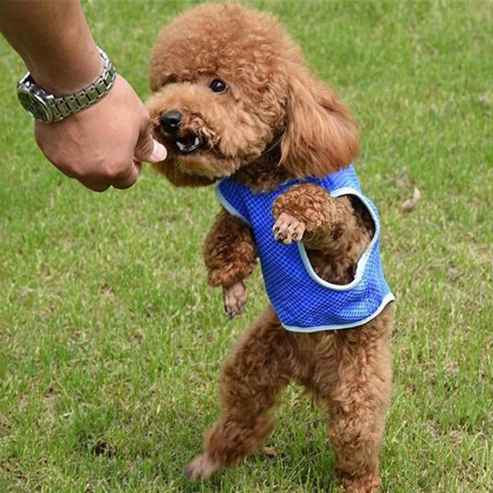 Hunde Kühlweste Geschirr Premium PVA-Material Zum Kühlen einweichen Atmungsaktiv Leichtgewichtig Waschbar Haustier Sommer Kühlkleidung Größe S