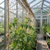 Jute Trellis Netting for Climbing Plants 3.3X 6.6Feet Heavy Duty Plant Support Net for Cucumber Vine, Fruits & Vegetables Tomato