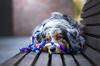 GUARD HARNESS for pulling medium terrier dog / 20 Ukory NASA