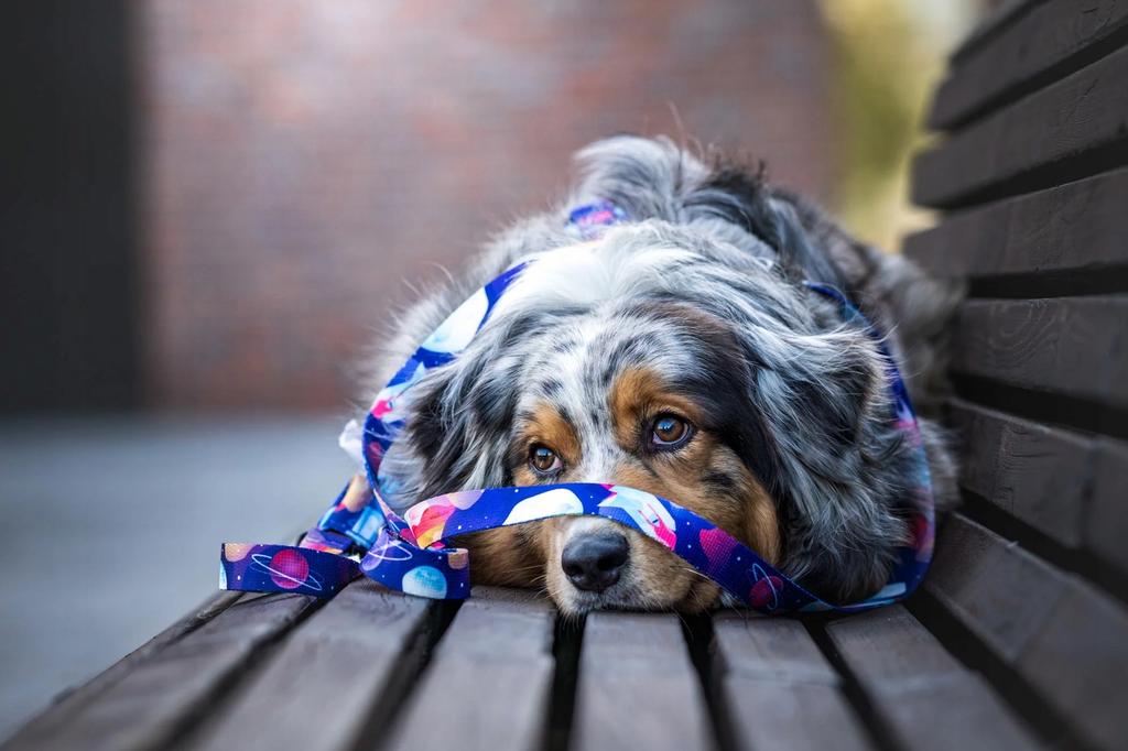 GUARD HARNESS for pulling medium terrier dog / 20 Ukory NASA