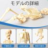 MOSABRUKI Human Anatomy Model Puzzle, Human Body Model Toy, Mannequin, Human Anatomy Model, Skeleton Model, Skeleton Specimen Toy, for Medical Student