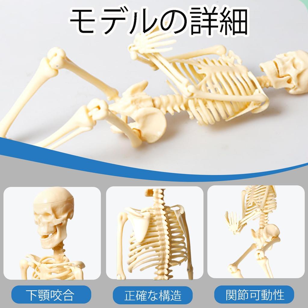 MOSABRUKI Human Anatomy Model Puzzle, Human Body Model Toy, Mannequin, Human Anatomy Model, Skeleton Model, Skeleton Specimen Toy, for Medical Student
