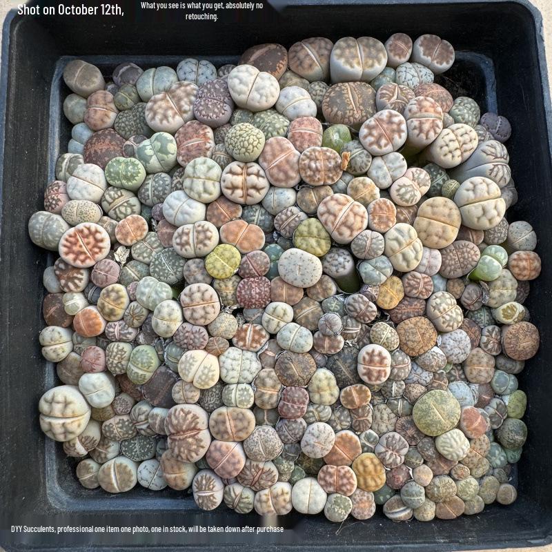Rare Lithops Succulent Pot: Diverse Colors & Varieties