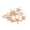 Natural Starfish Craft Starfish Fish Tank Decoration Jewelry Making