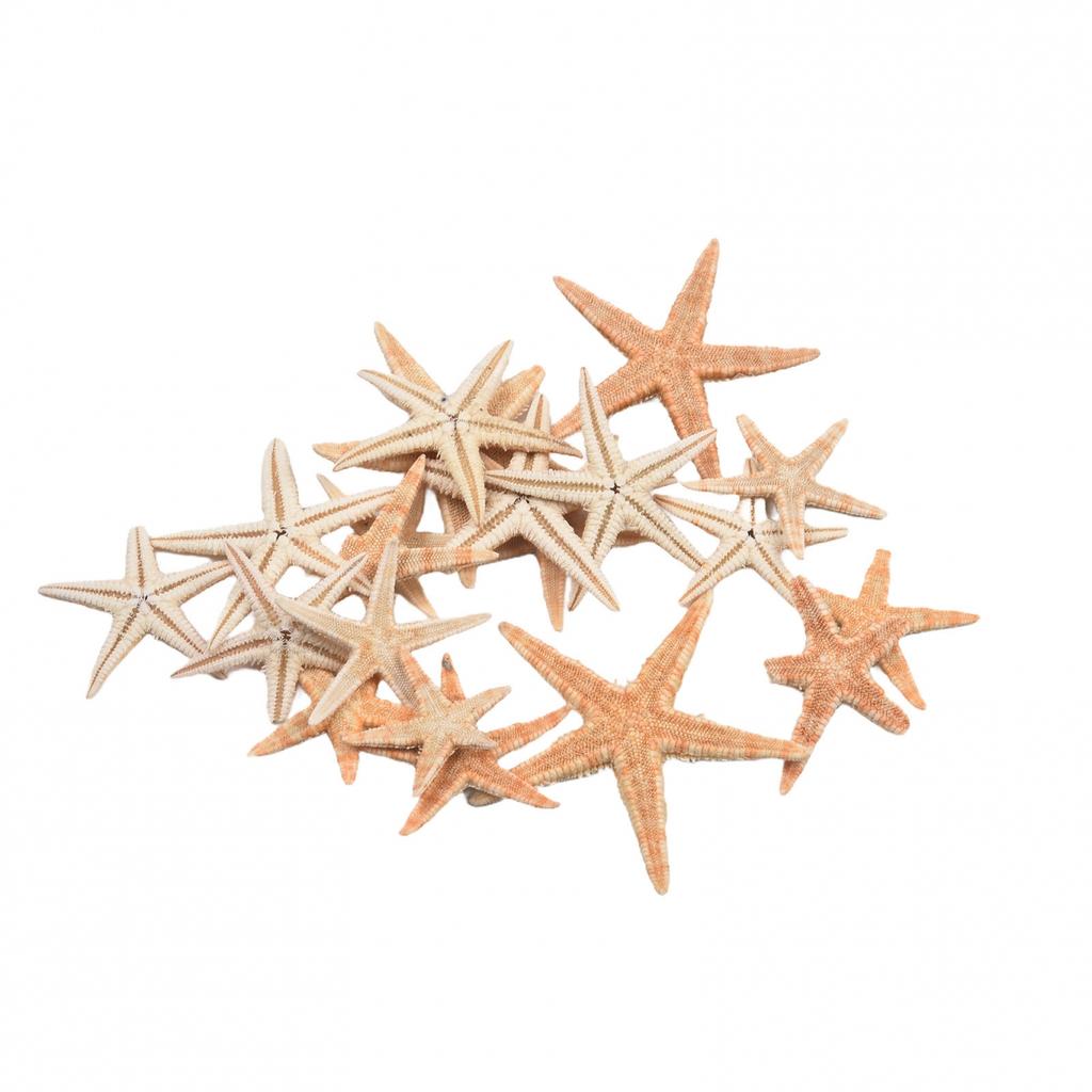 Natural Starfish Craft Starfish Fish Tank Decoration Jewelry Making