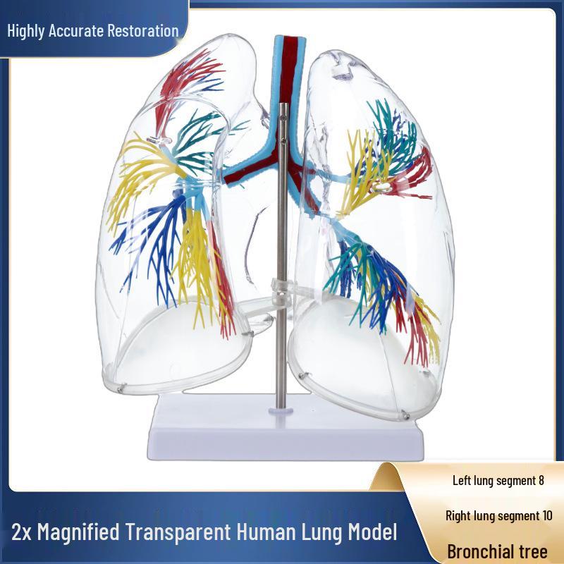 Transparent Human Lung Anatomy Model: Bronchial Tree for Thoracic Surgery and Respiratory Study Display