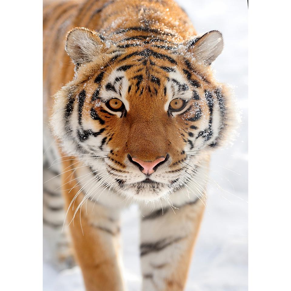 5D DIY Diamond Painting Animal Tiger Rhinestone Art Picture Full Diamond Embroidery Mosaic Home Decor Gift Kit