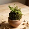 Mosbold Blomsterpotte, Naturlig Grøn Bonsai Planteholder, Dekorativ Mosbold Planteholder til Hjem, Have, Bryllupsfest Dekoration