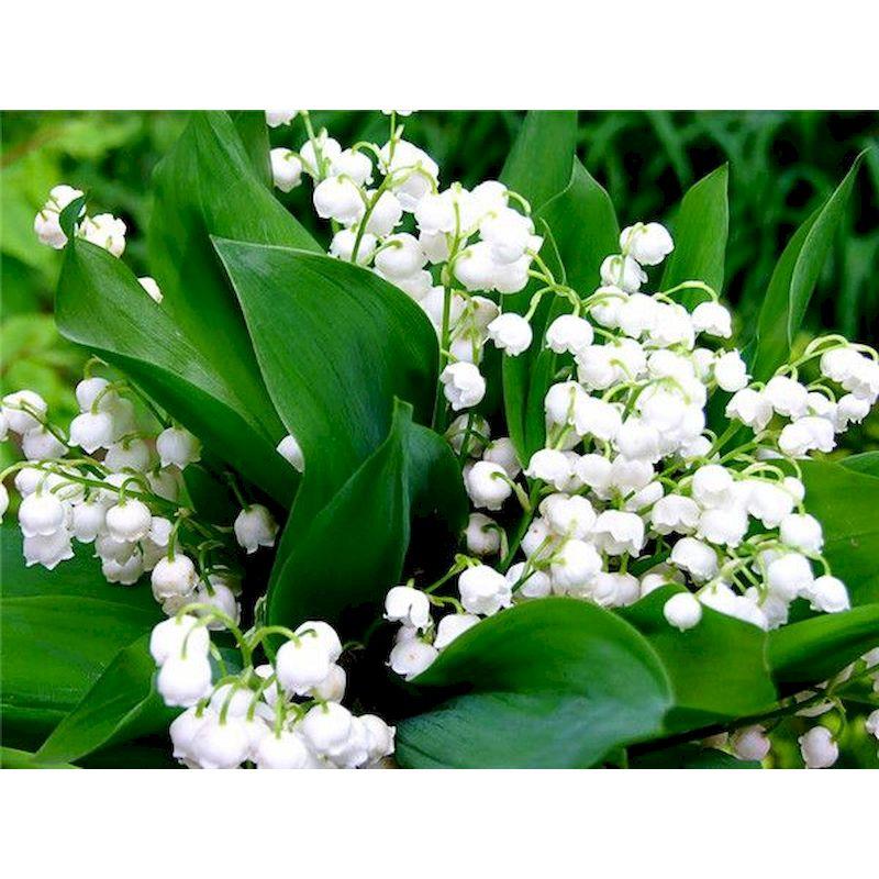 

GATYZTORY Oil Painting By Numbers Handmade Canvas Painting White Flowers Adults Crafts Wall Art Drawing By Numbers Paint Kit 30x20cm no frame чистий
