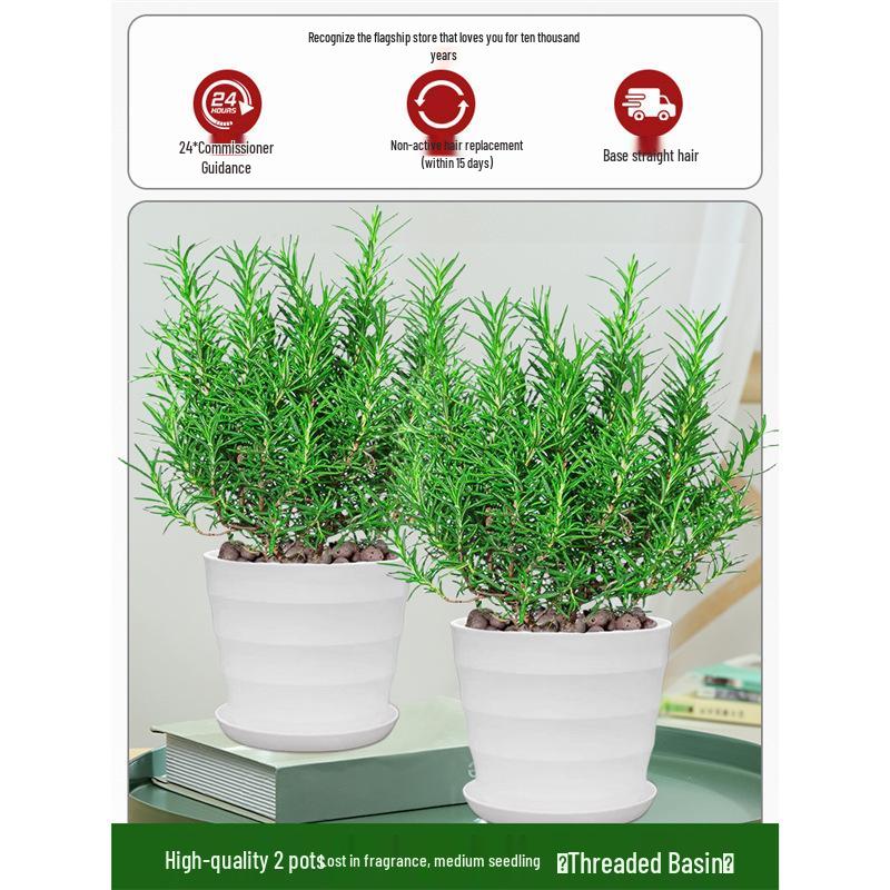 Potted Rosemary and Mint Seedlings: Edible, Mosquito-Repellent Herbs for Indoor Use