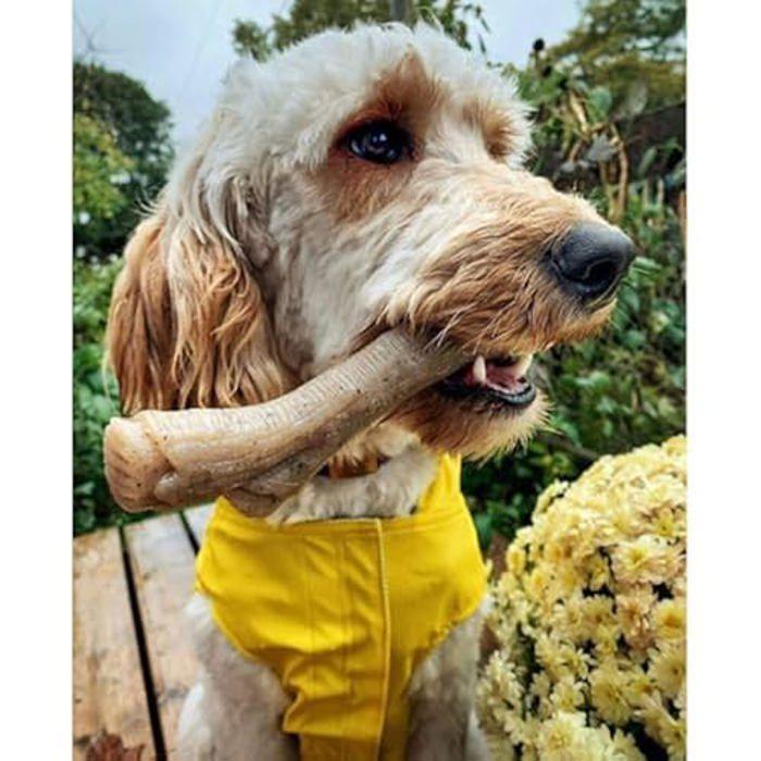 Jouet à mâcher - NYLABONE - Force maximale - Nylon robuste - Goût beurre de cacahuète - Chien moyen