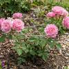 Rust-Proof Metal Plant Support Ring Weather-Resistant Garden Plant Holder  Plant Growth Fixing
