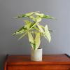Artificial Turtle Back & Caladium Leaf Plants - Small Potted Decorations for Office, Living Room, or Coffee Table