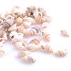 100PCS Natural Conch Shells Aquarium Decoration