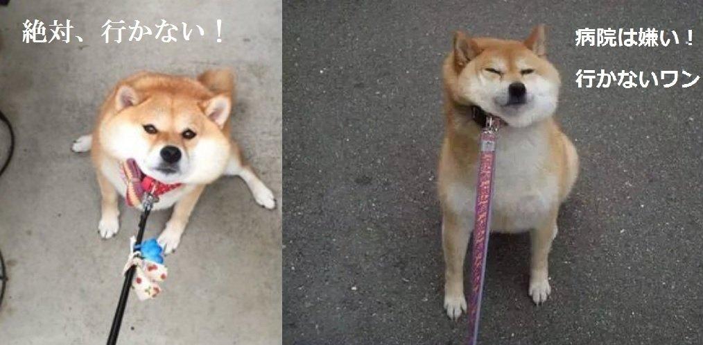 Soft and Fluffy Shiba Inu Pouch Want To Go To the with Card Case [Monshop] "Gonta Doesn't Vet"