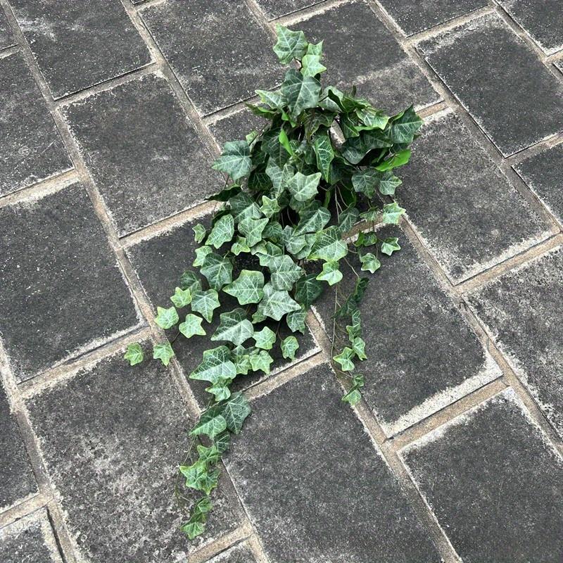 1Pc Simulation 25.6-inch Hand-feel Ivy Sweet Potato Leaf Vine Wall Hanging