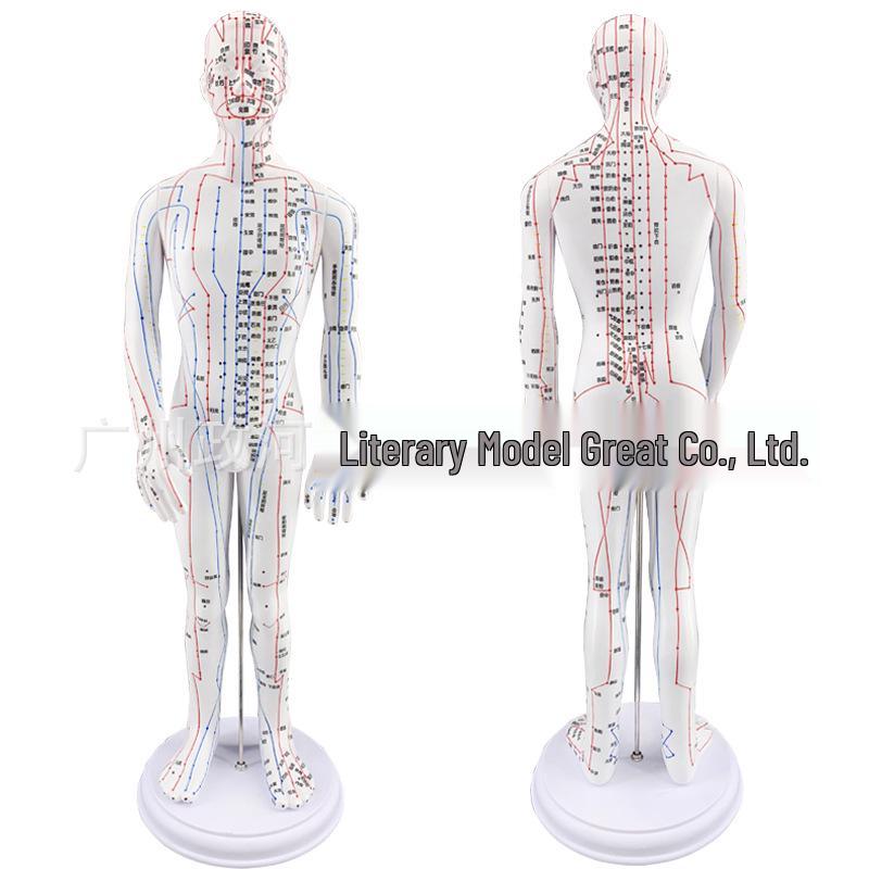50cm White Male Acupuncture Model with Clear Meridians & Acupoints 50cm