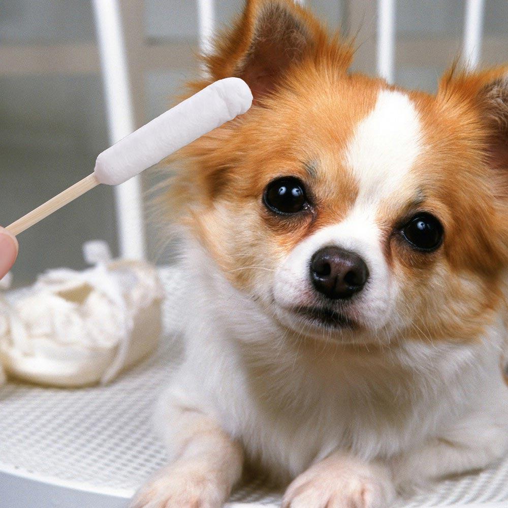 50pcs 15cm Pet Cotton Swabs Disposable Pet Ear Wash Cotton Ball Dog Cotton Buds  for Cats Puppy
