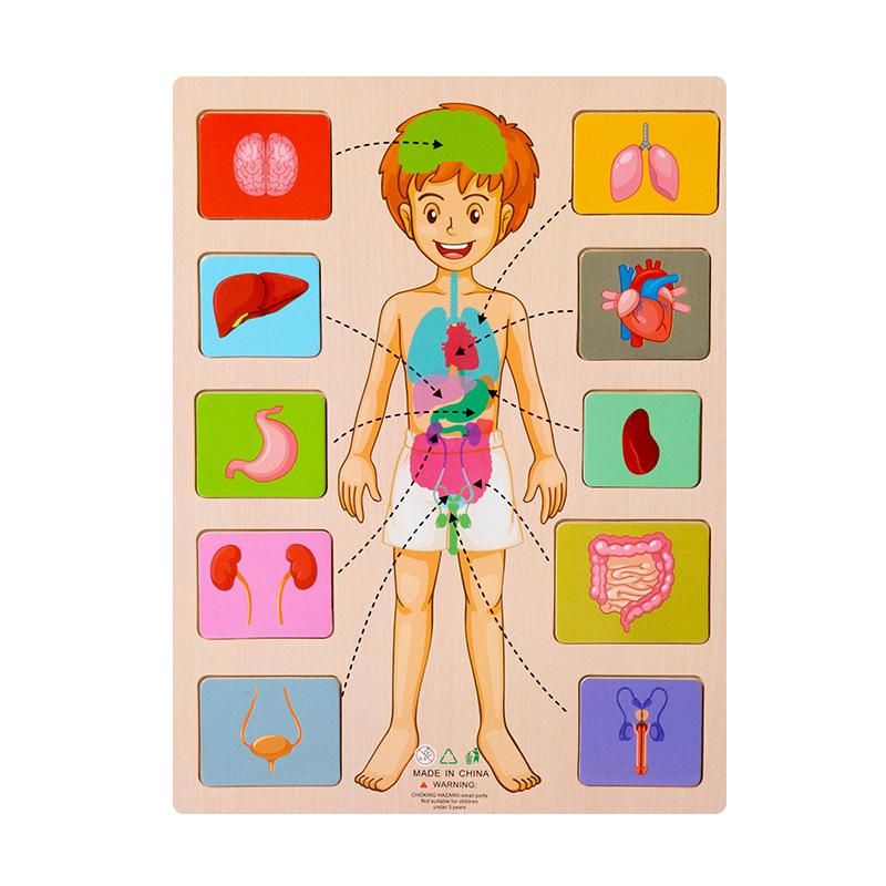 Montessori Human Body Parts Structure Wooden Puzzles Toys Parish Organs Cognitive Open Learning Educational Toys Matching Game