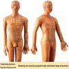 50CM Průhledný meridiánový model lidského těla - Mužský a ženský Akupunkturní body tradiční čínské medicíny.