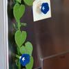 Magneți de Frigider Morning Glory Imprimați 3D Magnet de Frigider Iederă Plantă Decorativă Magneți de Frigider Decorațiune pentru Casă(1/3buc)
